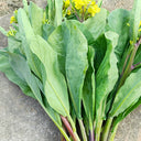 Red-Stemmed Chinese Kale Seeds, 10g