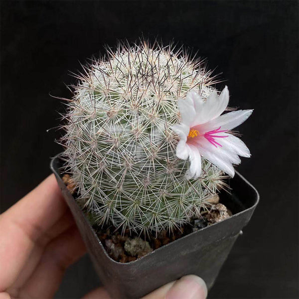 Mammillaria albicans, 3-4cm