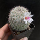 Mammillaria albicans, 3-4cm