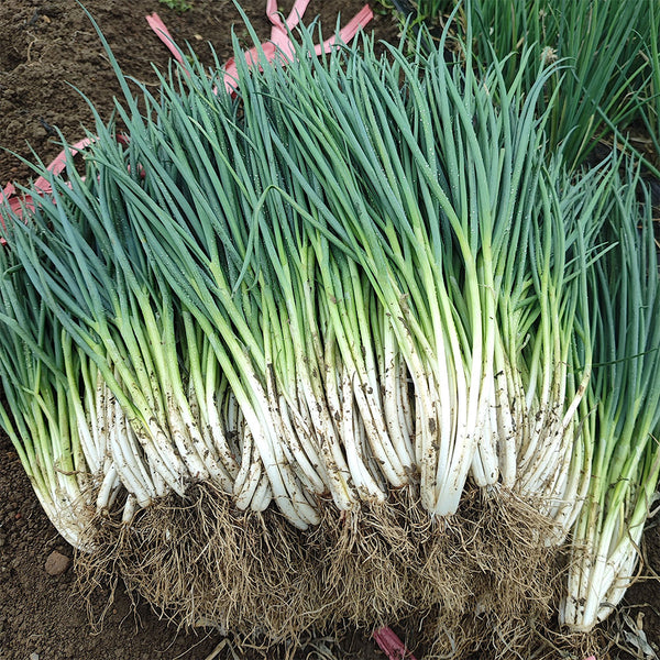 Four-Season Scallion Seeds, 10g