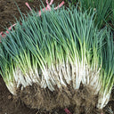 Four-Season Scallion Seeds, 10g
