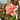 Mixed Color Desert Rose, 20 Seeds