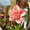 Mixed Color Desert Rose, 20 Seeds