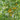 245 Sirja's Love Tomato, 5 Seeds
