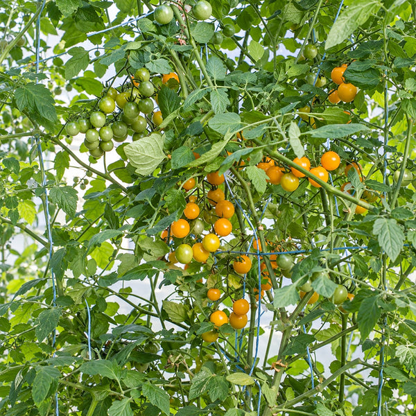 245 Sirja's Love Tomato, 5 Seeds
