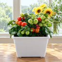 5 Siberian Mini Greenhouse Tomato, 5 Seeds