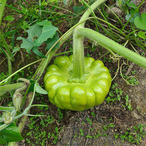 Qihe Agriculture Jiangbing Pumpkin, 50 Seeds