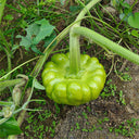 Qihe Agriculture Jiangbing Pumpkin, 50 Seeds