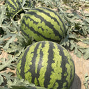 “Jinxiu Tianwang” Watermelon Seeds, 200 Seeds