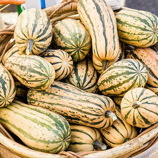 Honey Boat Delicata Squash Seeds, 5 Seeds