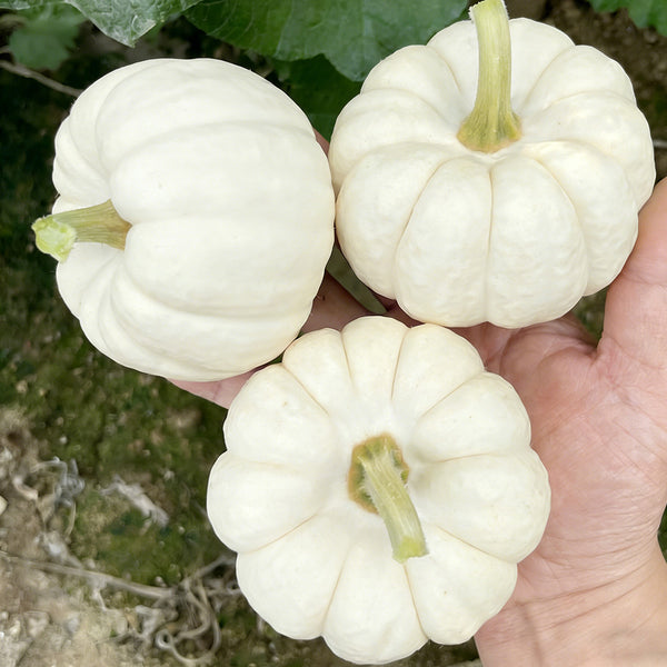 Specialty Mini White Beibei Squash, 10 Seeds