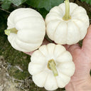Specialty Mini White Beibei Squash, 10 Seeds