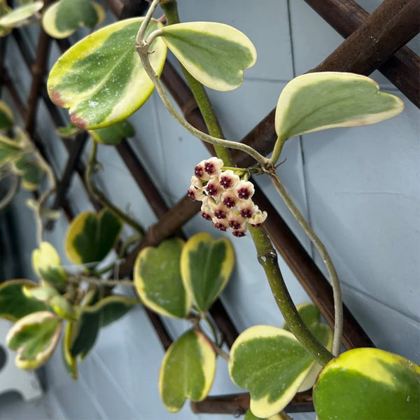 Hoya kerrii 'Albomarginata', 3 Cuttings