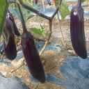 Chongqing Early No.1 Purple-Red Eggplant Seeds, 8g