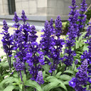 Hezhichun Blue Sage, 50 Seeds