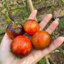 K Night Queen Tomato, 20 Seeds