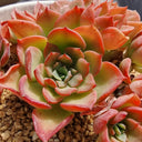 Echeveria 'Noble', 3pcs x 1-head
