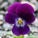 Hezhichun Pansy 'Ziyan', 30 Seeds