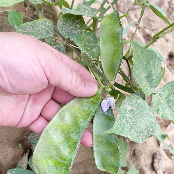 Red-flowered Hyacinth Bean Seeds, 10g