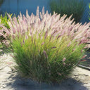 U2222 Purple Fountain Grass, 200 Seeds