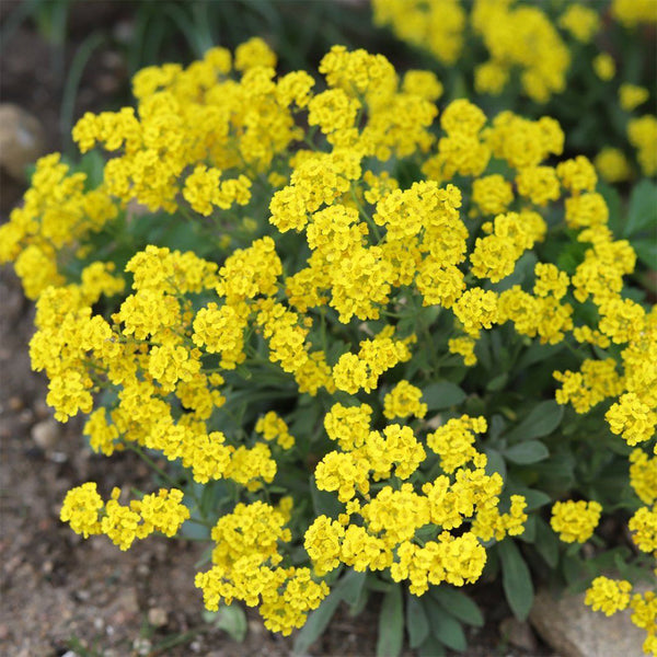 Mountain Alyssum, 500 Seeds
