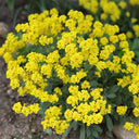 Mountain Alyssum, 500 Seeds