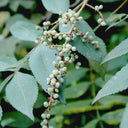 Chinese Sumac Seeds,100 Seeds