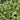 Medium-Leaf Garland Chrysanthemum Seeds, 20g