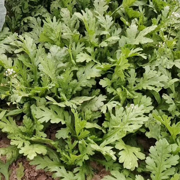 Medium-Leaf Garland Chrysanthemum Seeds, 20g