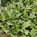 Medium-Leaf Garland Chrysanthemum Seeds, 20g