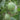 Xin Meiyu F1 Melon Seeds, 10g