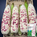 'Caitiannuo No. 6' Waxy Corn Seeds