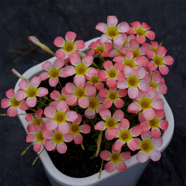 Oxalis Candy Box Series - 'Peach', 2 Bulbs