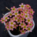 Oxalis Candy Box Series - 'Peach', 2 Bulbs