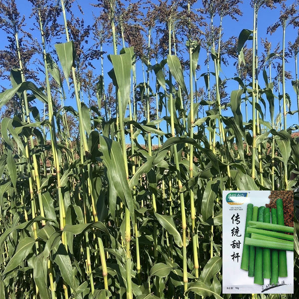 Traditional Sweet Sorghum Seeds, 10g