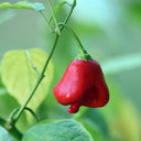 Bat Chili Seeds, 100 Seeds