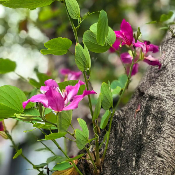 Bauhinia purpurea, 25 Seeds