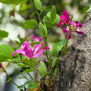 Bauhinia purpurea, 25 Seeds
