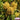 Hezhichun Yellow Feathered Cockscomb Seeds, 1g
