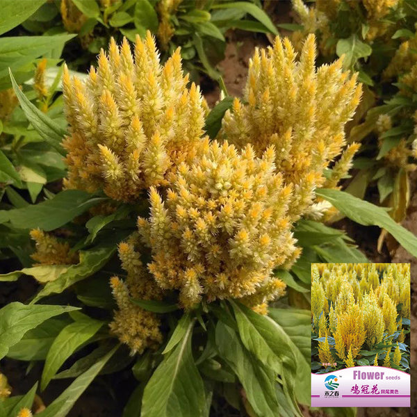 Hezhichun Yellow Feathered Cockscomb Seeds, 1g