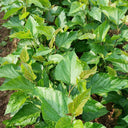 Korean Big White Pearl Mulberry, 2Pcs Saplings