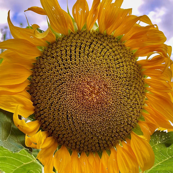 Short-stemmed Oil Sunflower Seeds, 20g