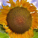 Short-stemmed Oil Sunflower Seeds, 20g