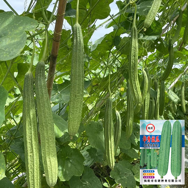 Huaxiu Sponge Gourd Seeds, 10g