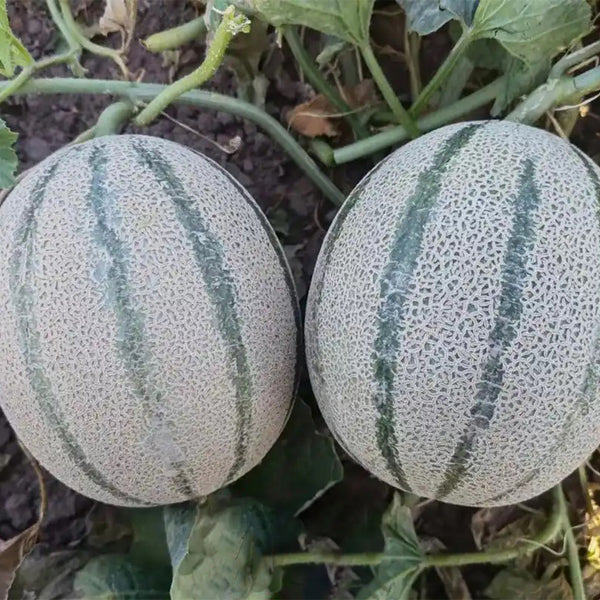 Basketball Green Hybrid Melon Seeds, 20 Seeds