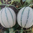 Basketball Green Hybrid Melon Seeds, 20 Seeds