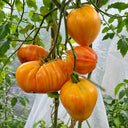 256 Tall Sally × Dwarf Viper Tomato, 3 Seeds