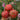 673 Cherokee Purple Stripe Tomato, 5 Seeds