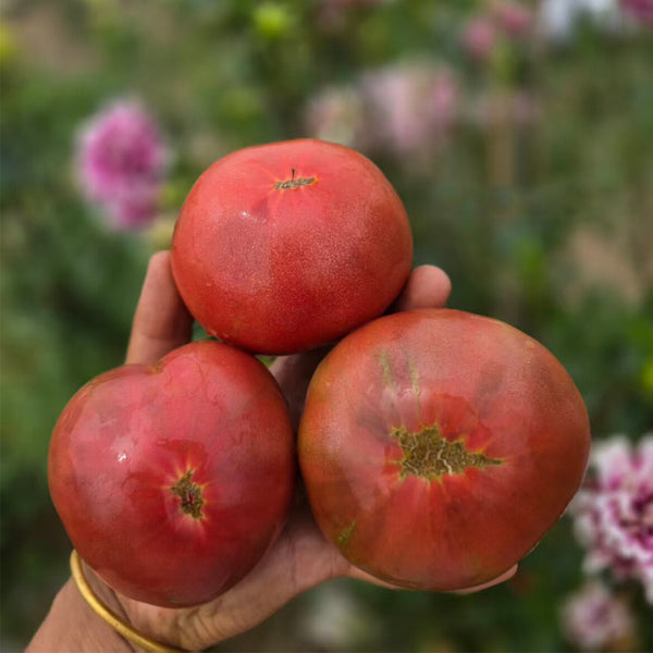 673 Cherokee Purple Stripe Tomato, 5 Seeds