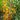 911 Cheesman's Galapagos Wild Tomato, 5 Seeds